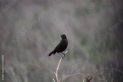 Black Bird on Twig