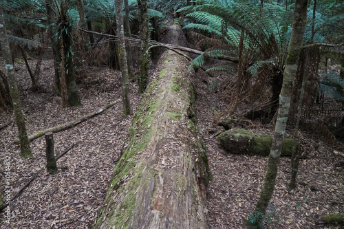 Dip Falls Forest Reserve, Tasmania, Australia