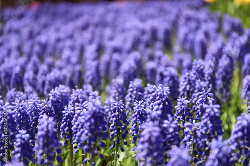 lavender flower field