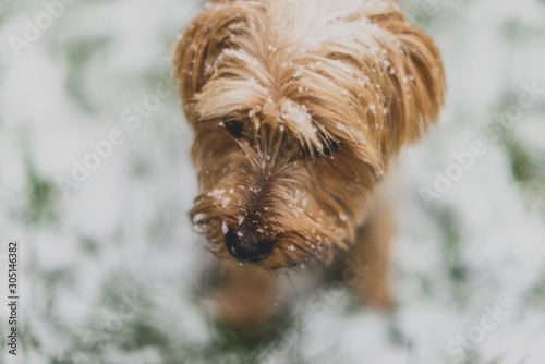 dog with snow on his face