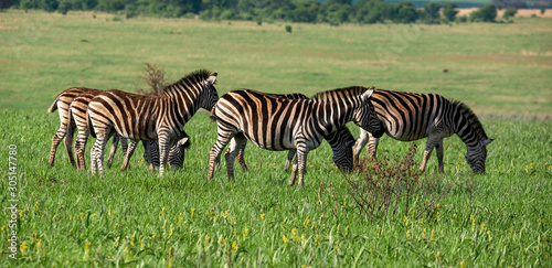 A herd of Zebras on the African plains.