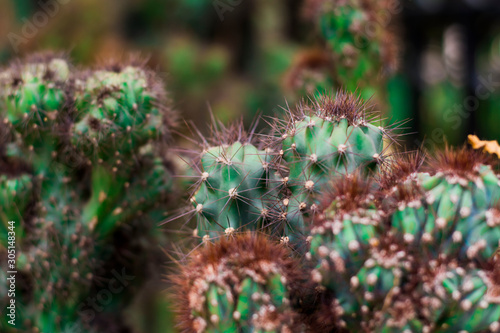 Prickly cactus on the morning.