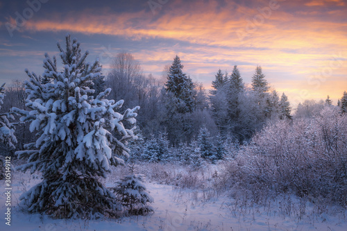 winter coniferous forest covered with snow in the evening