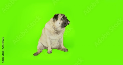 Cute sad upset pug dog sitting in funny pose. Green screen