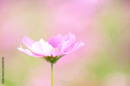 コスモス　ピンクの花