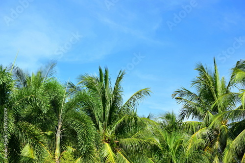 Palm trees against the blue sky. 