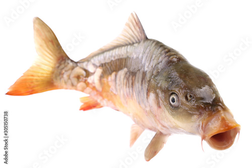 Carp fish on a white background