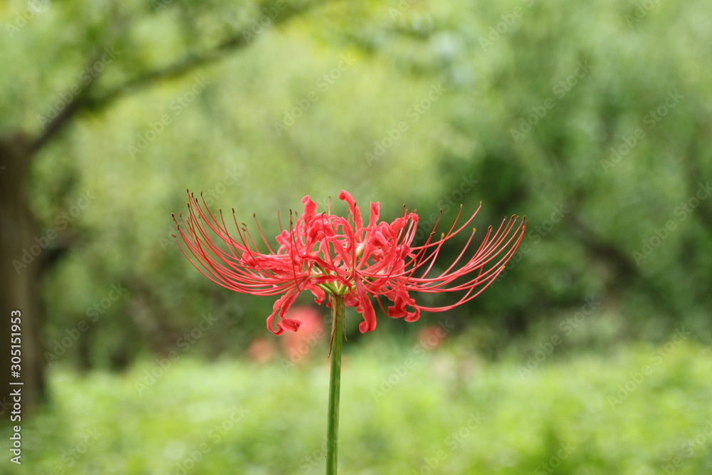 ヒガンバナ 彼岸花 ヒガンバナ 彼岸花