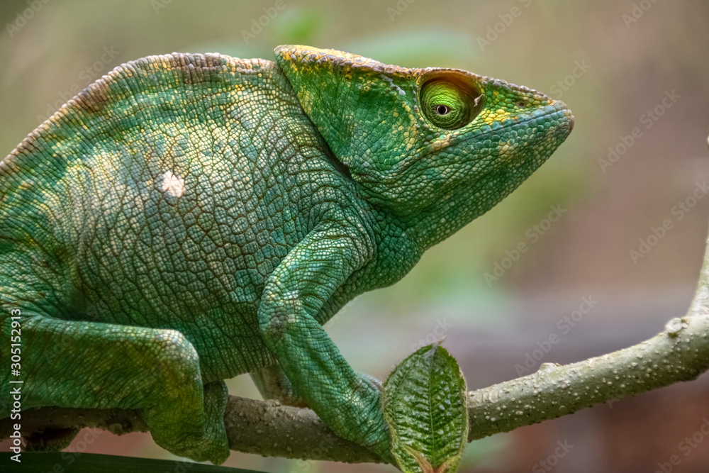 Obraz premium Amazing colorful Chameleon Parson's. Madagascar. Africa