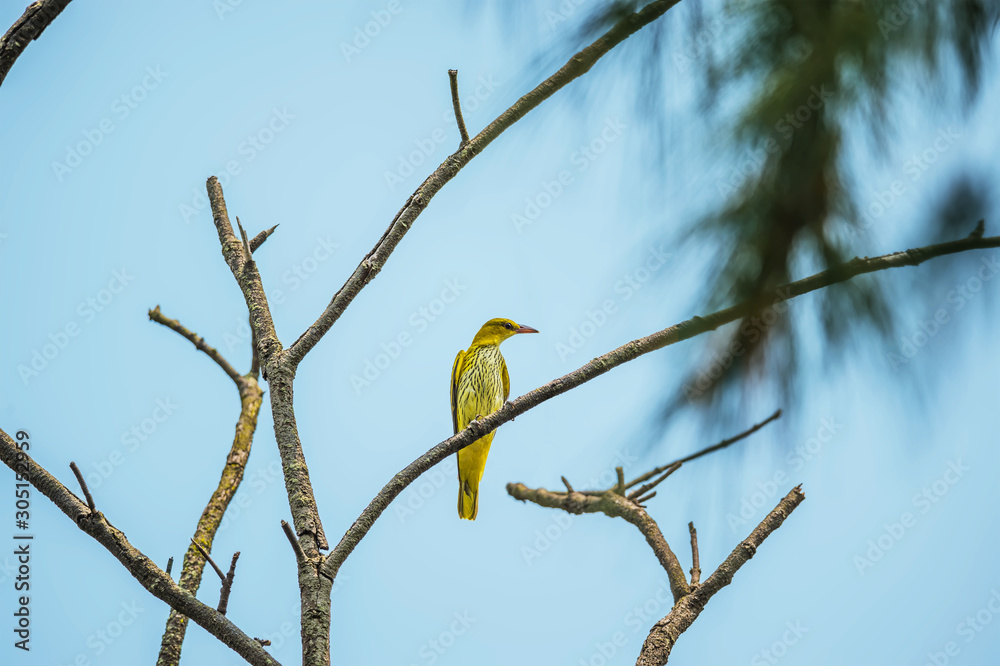 Black naped Oriole (Formal Name: Oriolus chinensis) Black naped Oriole (Formal Name: Oriolus chinensis)