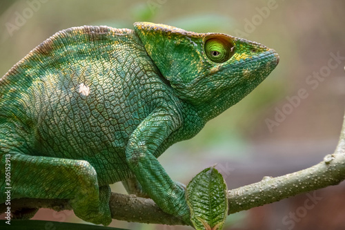 Amazing colorful Chameleon Parson's. Madagascar. Africa