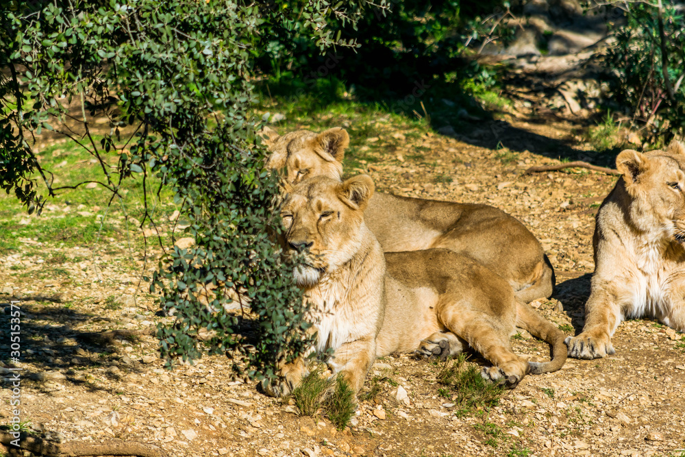 Naklejka premium lion d'Asie.
