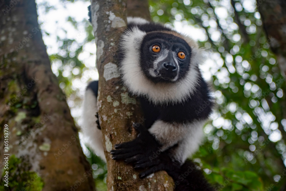 Black and White ruffed lemur. Madagascar. Africa