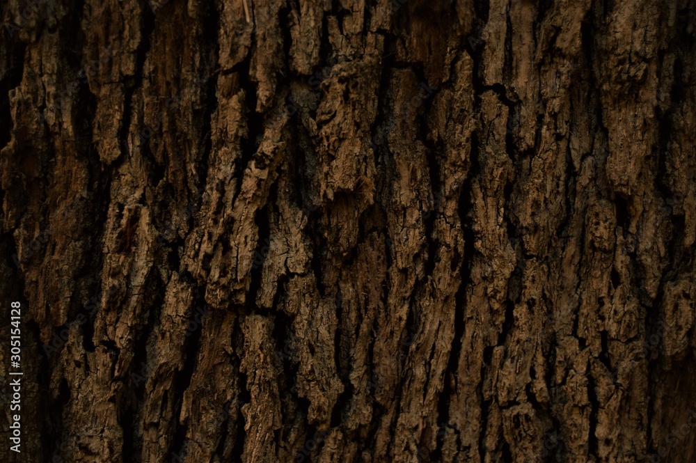 Relief texture and background of tree bark. Pattern photo of wood texture. Relief texture and background of tree bark. Pattern photo of wood texture.