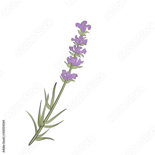Fototapeta Naklejka Na Ścianę i Meble -  branch of lavender, violet flowers