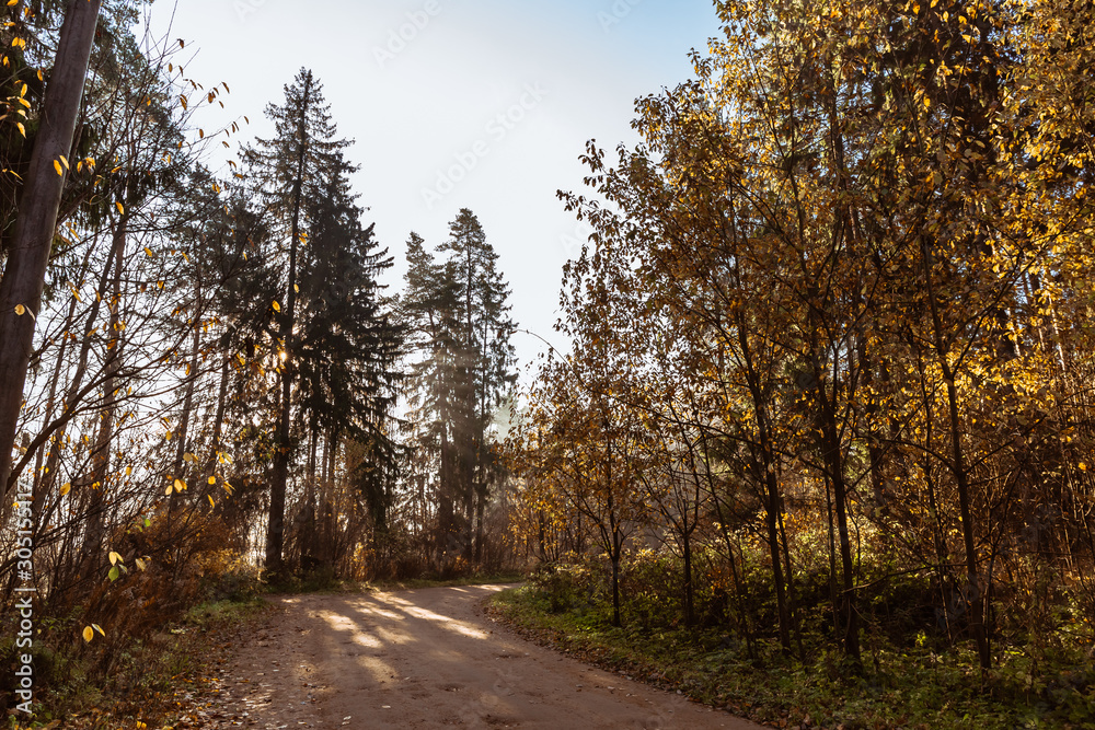 Autumn forest road. Rays of sunlight shine through the branches of trees.