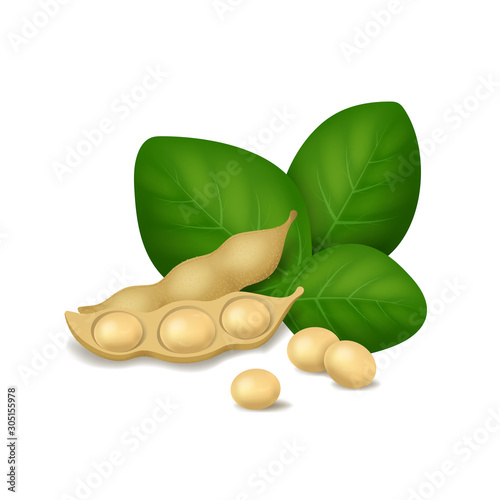 Realistic Detailed 3d Soybean with Green Leaves. Vector