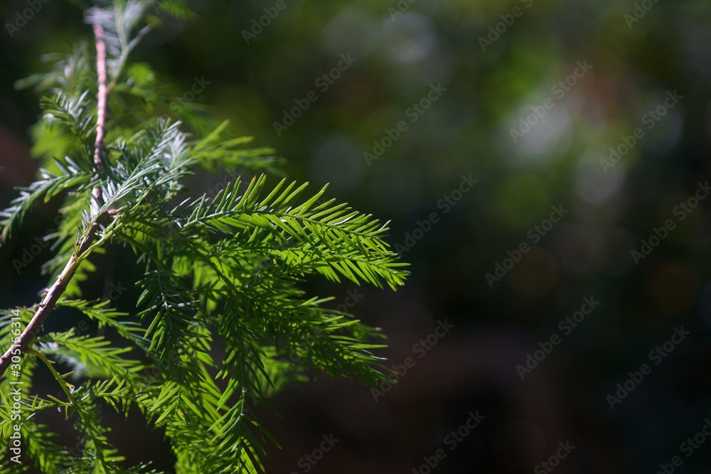 Obraz premium leaves