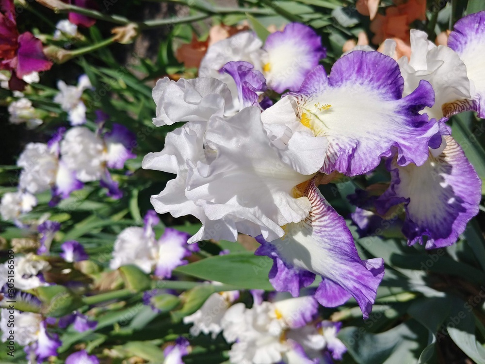 Iris Iris
