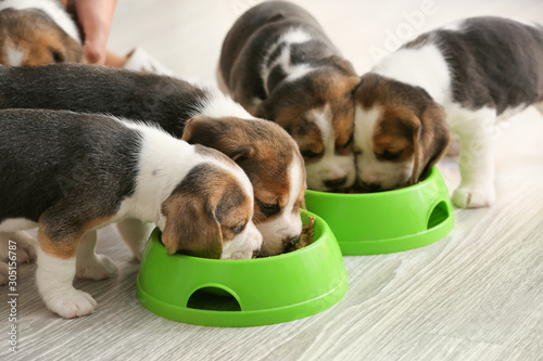 Canvas Print Cute beagle puppies eating food from bowls at home