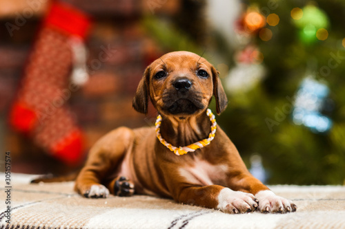 rhodesian ridgeback puppy on christmas fireplace with socks background