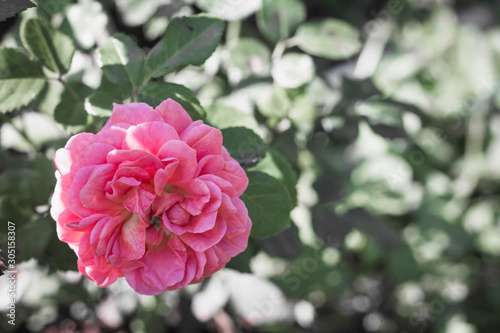 Pink Rose - Single pink rose growing with greenery in the background. Selective focus on the flower rose.