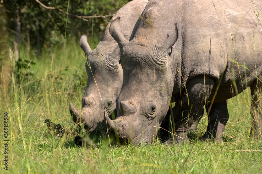 Obraz premium White rhino. Ziwa Rhino Sanctuary. Uganda. Africa