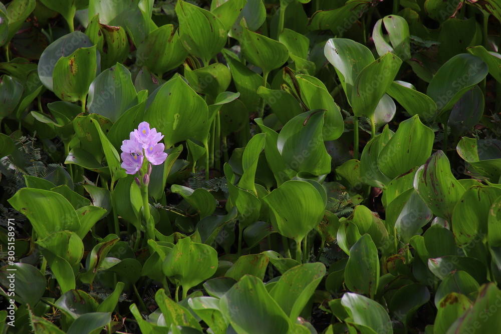Common water hyacinths (Eichhornia crassipes) crowded in a swamp Common water hyacinths (Eichhornia crassipes) crowded in a swamp