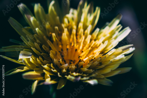 yellow flower closeup