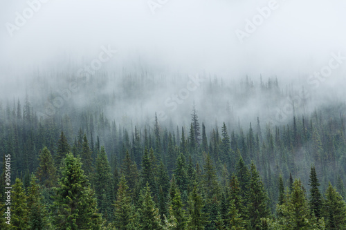 Green trees with mist or fog descending © rickdeacon