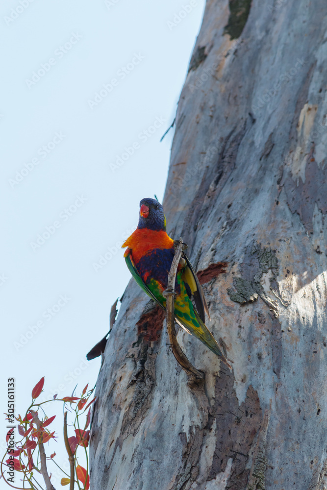 Colourful Rainbow Lorikeet perched in a tree Colourful Rainbow Lorikeet perched in a tree