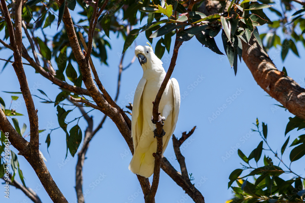 White Sulphur Crested Cockatoo. Sydney Botanical Gardens White Sulphur Crested Cockatoo. Sydney Botanical Gardens