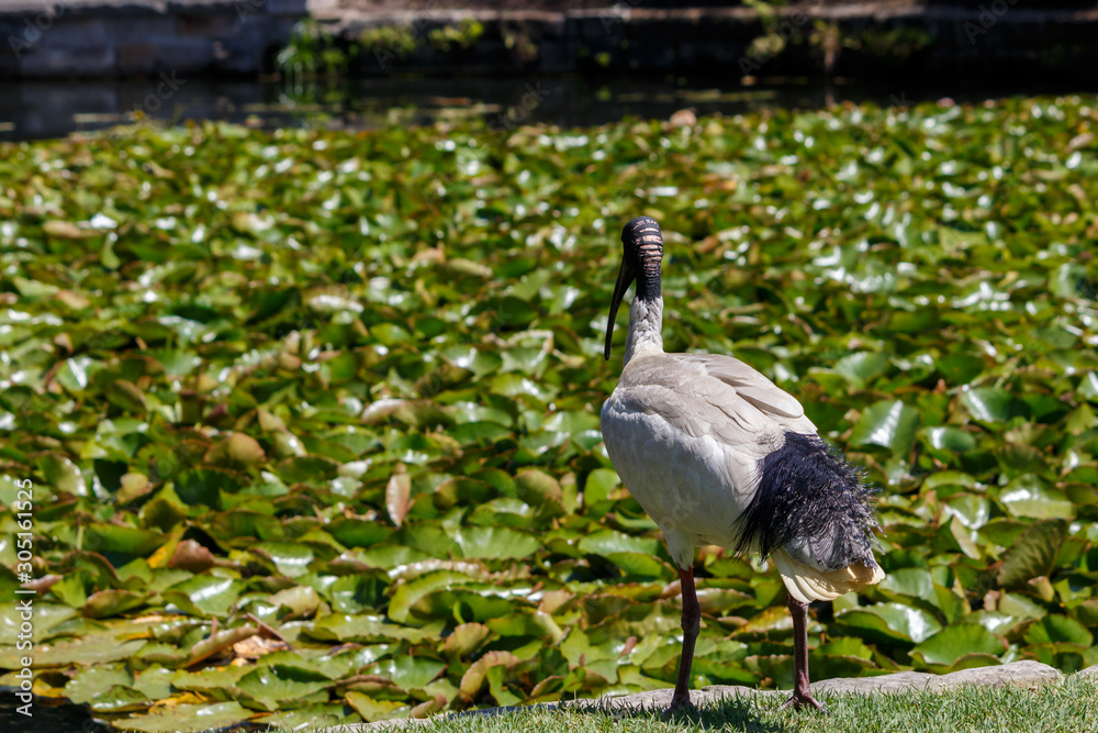 Fototapeta premium Black and White Australian White Ibis standing near lily covered pond
