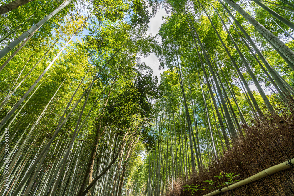 Naklejka premium Beautiful famous landmark green bamboo rainforest Bamboo Grove or Sagano Bamboo Forest is a natural forest of bamboo pathways in Arashiyama, Kyoto, Japan. idea for rest relax enjoy lifestyle