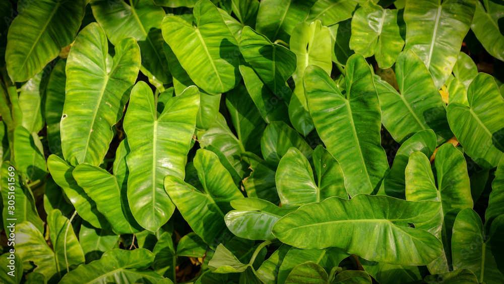 Fototapeta premium Fresh Green leaves pattern background, Natural background and wallpaper
