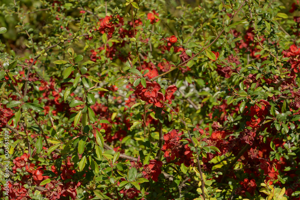 red flowers of choenomeles hybrid crimson and gold quince in spring sun, flowering quince blossoms as a springtime background