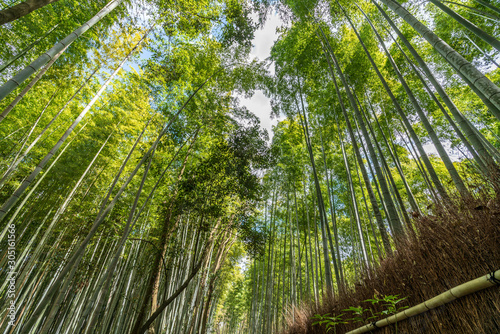 Beautiful famous landmark green bamboo rainforest Bamboo Grove or Sagano Bamboo Forest is a  natural forest of bamboo pathways in Arashiyama  Kyoto  Japan. idea for rest relax enjoy lifestyle