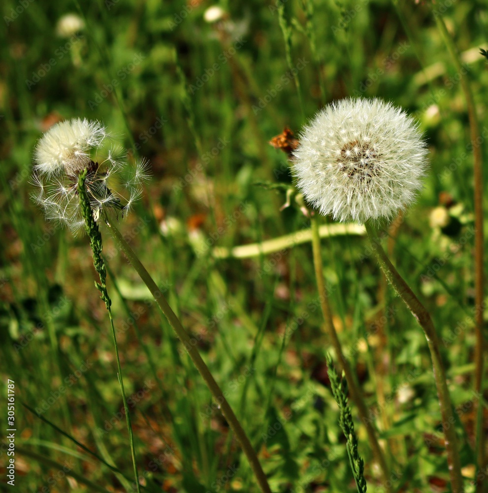 White delicate dandelion flower head after flowering on a green field in spring White delicate dandelion flower head after flowering on a green field in spring