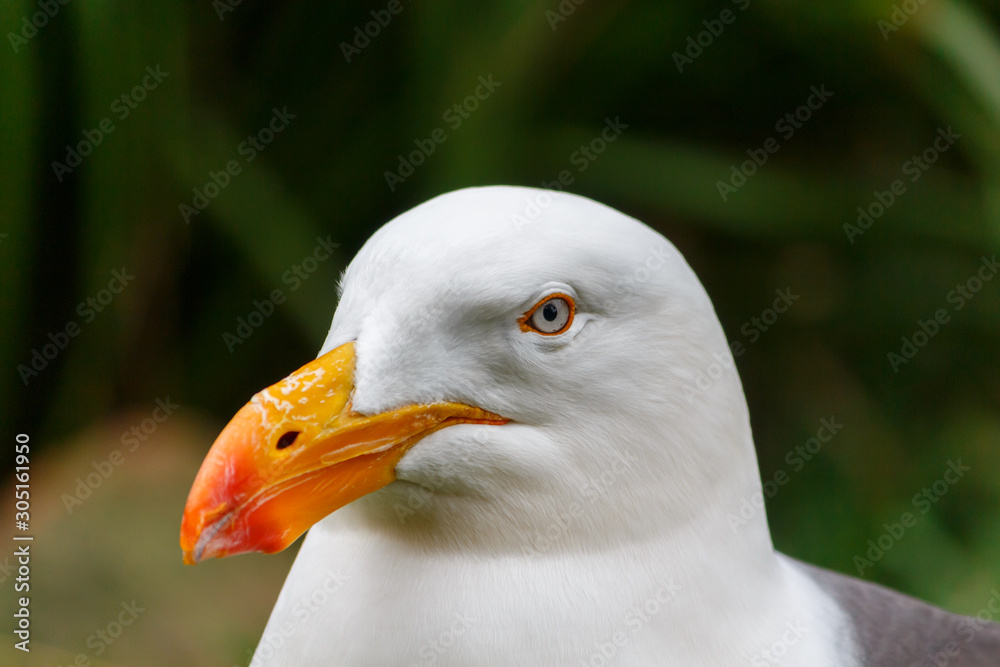 White pacific seagull Close Up head portrait White pacific seagull Close Up head portrait