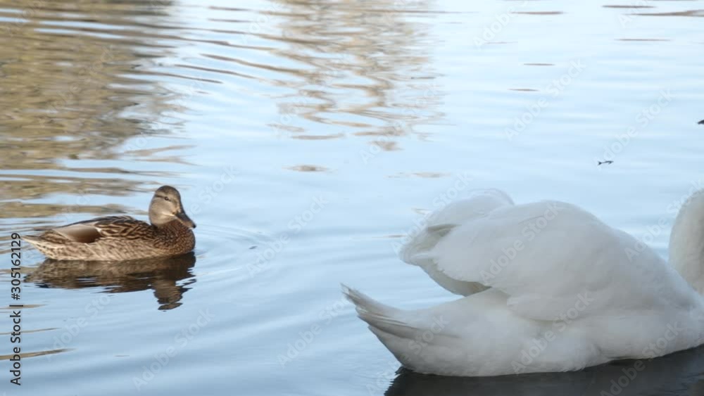 Two ducks and a swan swim in the lake. The camera moves from left to right Two ducks and a swan swim in the lake. The camera moves from left to right