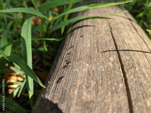 leaf on wood