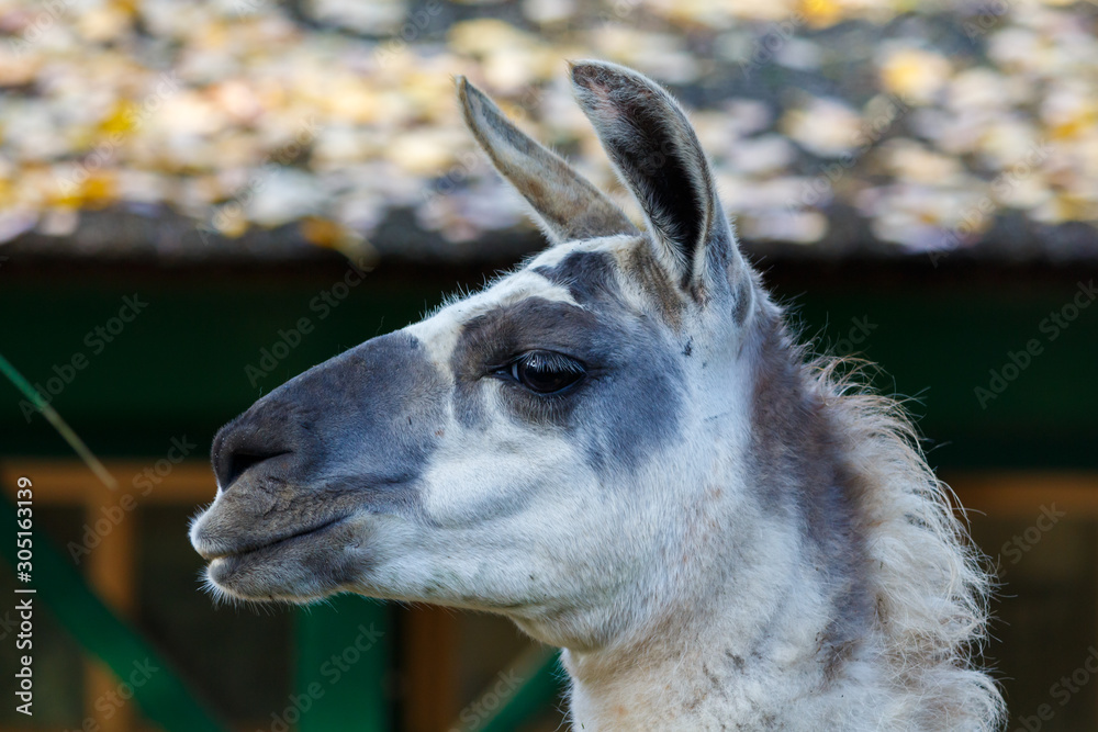Side Profile of White and Grey Llama Side Profile of White and Grey Llama
