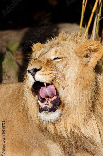 Fototapeta Naklejka Na Ścianę i Meble -  Male Lion Licking the Inside Of His Mouth