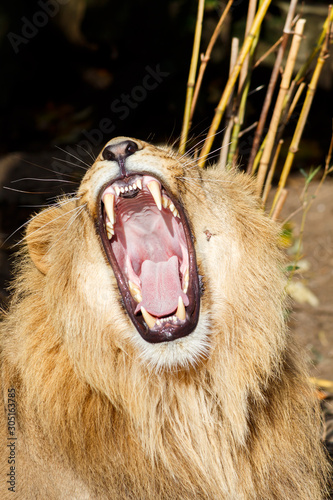 Fototapeta Naklejka Na Ścianę i Meble -  Angry Male Lion Snarling and Bearing Teeth Aggressively
