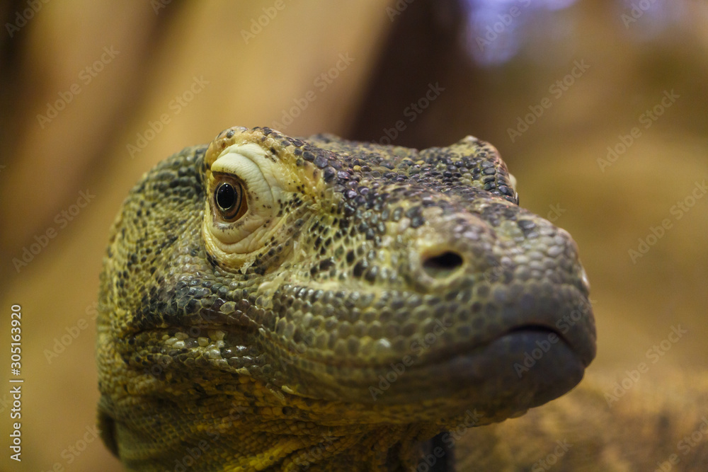 Komodo Dragon Giant Reptile Close Up Headshot Komodo Dragon Giant Reptile Close Up Headshot