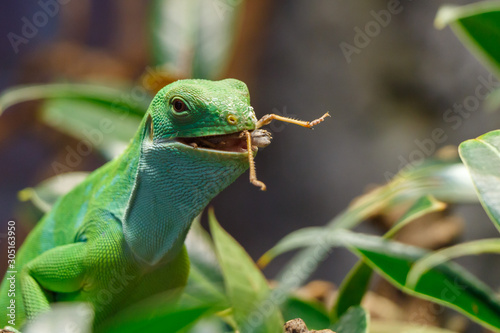 Fiji Banded Iguana With Food In Its Mouth