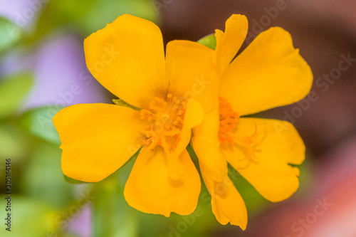 Fleurs jaunes de pourpier 