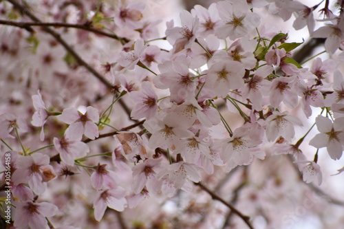 cherry blossom in spring