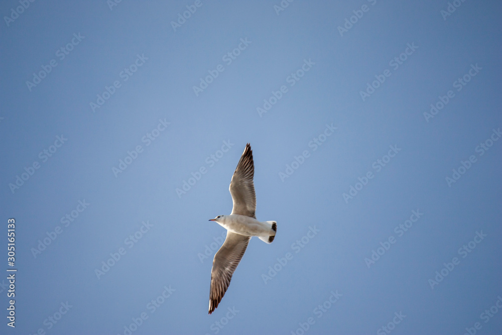 White seagull in flight. Seagull flying in the blue sky. One Seagull flies in the sky. White seagull in flight. Seagull flying in the blue sky. One Seagull flies in the sky.