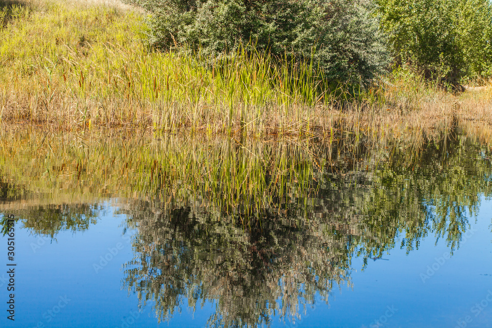 reflection of trees in water reflection of trees in water